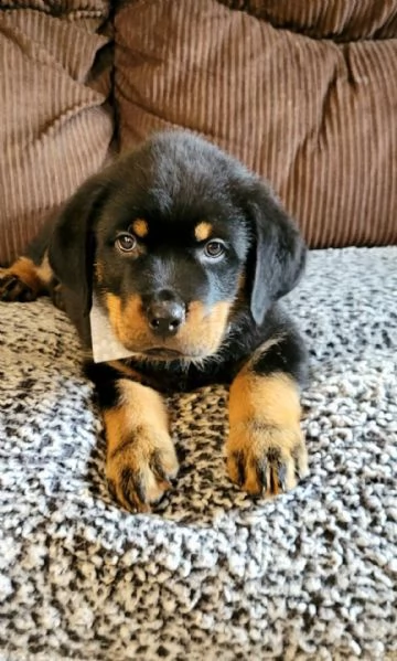  simpatici cuccioli di rottweiler simpatici cuccioli di rottweiler disponibili per le nuove famiglie