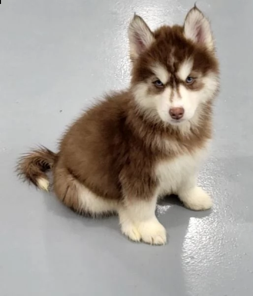 cuccioli di husky siberiano cuccioli di husky siberiano. maschi e femmine disponibili. vaccini e sve