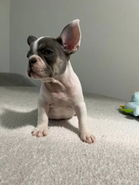 regalo meravigliosi cuccioli di bulldog francese  casa cresciuto, salute garantita, vasino addestrat