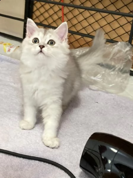 gatti siberiani pronti per l'adozione