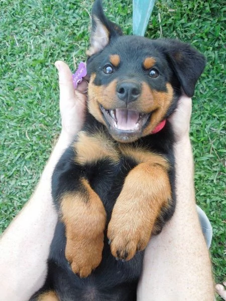 regalo rottweiler