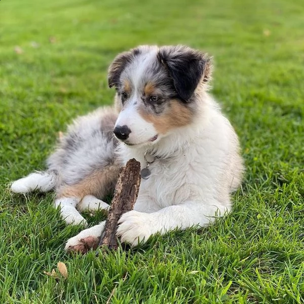 regalo adorabili cuccioli pastore australiano femminucce e maschietti