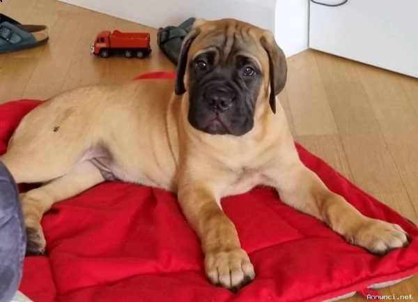 cuccioli di bullmastiff