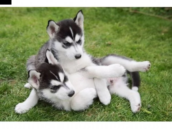 vendita cucciolo cuccioli di husky occhi azzurri vari colori italiani