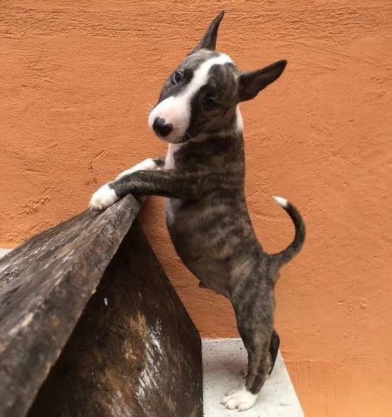 regarlo bull terrier cuccioli bellissima cucciolata cerca nuova famiglia, 4 maschi e 3 femmina, 60 g