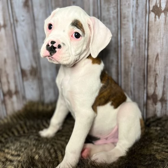 boxer cuccioli per l'adozione