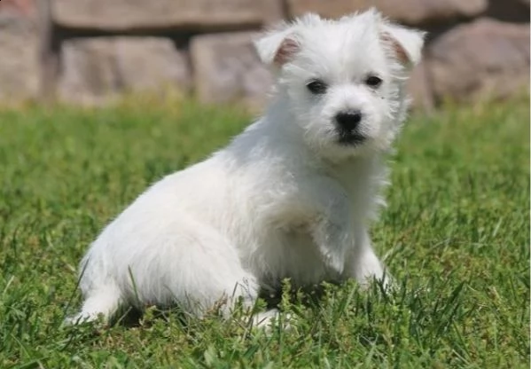   regalo adorabili cuccioli  west highland terrier bianco  femminucce e maschietti