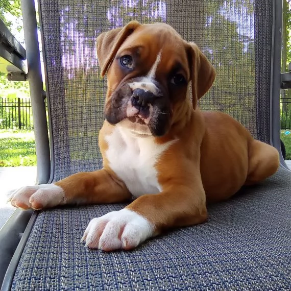 boxer cuccioli per l'adozione bellissima cucciolata cerca nuova famiglia, 4 maschi e 3 femmina, 60 g