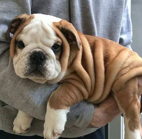 cuccioli bulldog inglese adozione | Foto 1