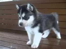 regalo husky | Foto 0