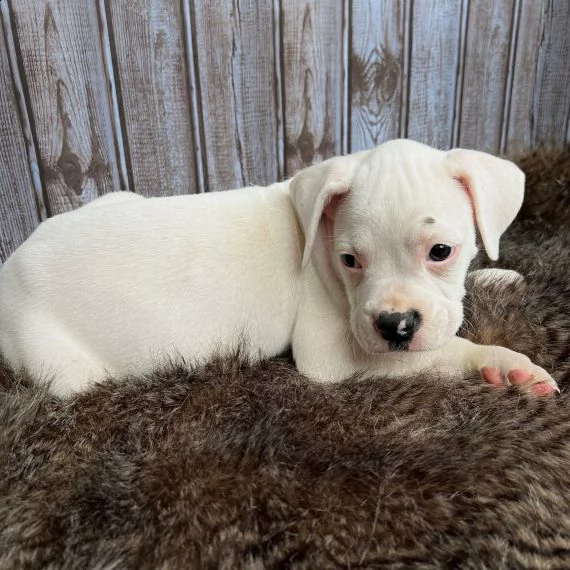 boxer cuccioli per l'adozione bellissima cucciolata cerca nuova famiglia, 4 maschi e 3 femmina, 60 g