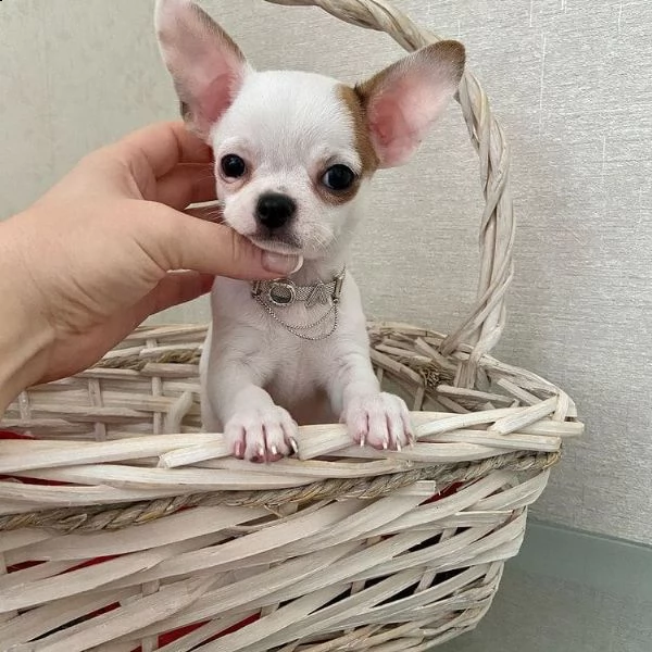 regalo chihuahua cuccioli meravigliosi ! 