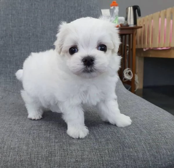 due cuccioli di maltese bianchi | Foto 0