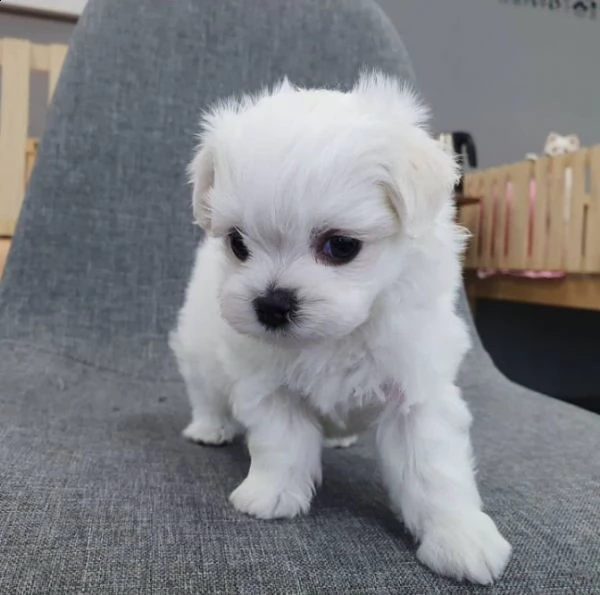 due cuccioli di maltese bianchi