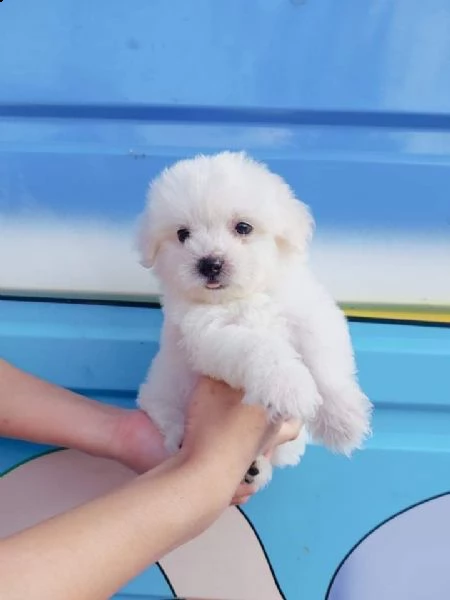 cuccioli di maltese mini toy | Foto 0