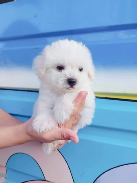 cuccioli di maltese mini toy