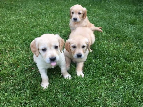 splendidi maschi e femmine golden retriever