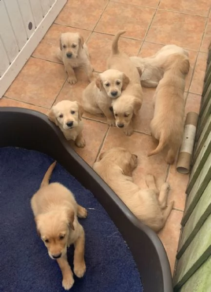 simpatici cuccioli di golden retriever per l'adozione