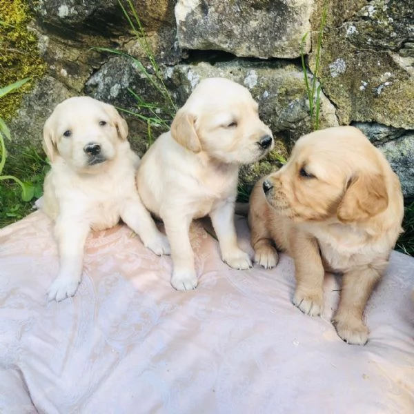 vendo cuccioli di golden retriever cucciolo golden