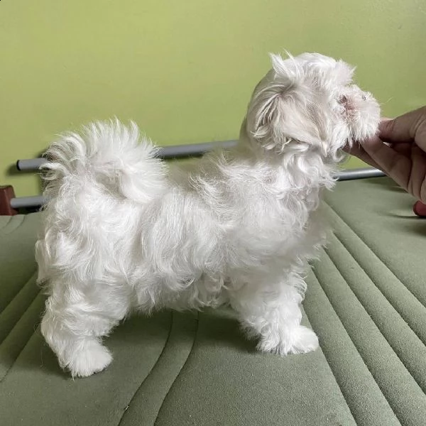 cuccioli di maltese mini toy | Foto 0