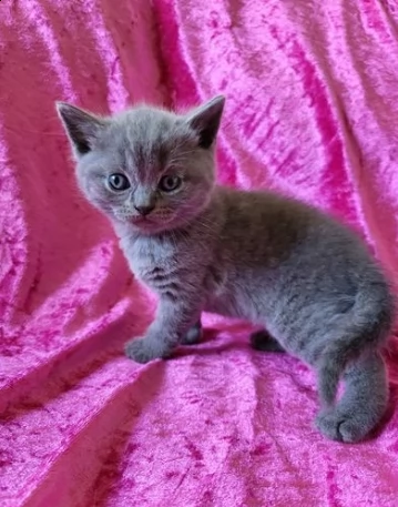 bellissimo british shorthair