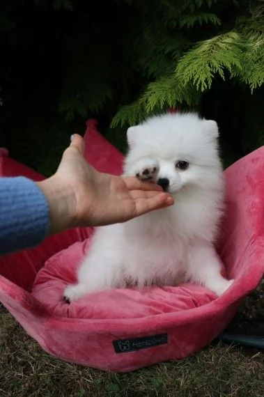 pronti volpino pomerania maschio e femmina