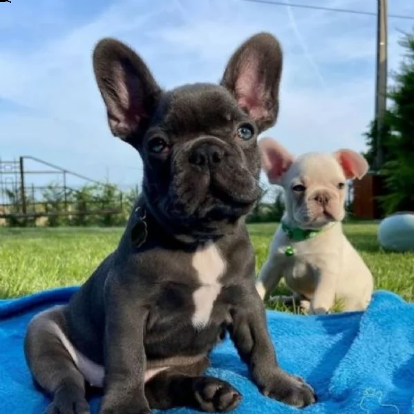 vendo cuccioli di bulldog francese sani