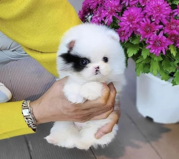  regalo pomerania cuccioli (maschio e femmina)