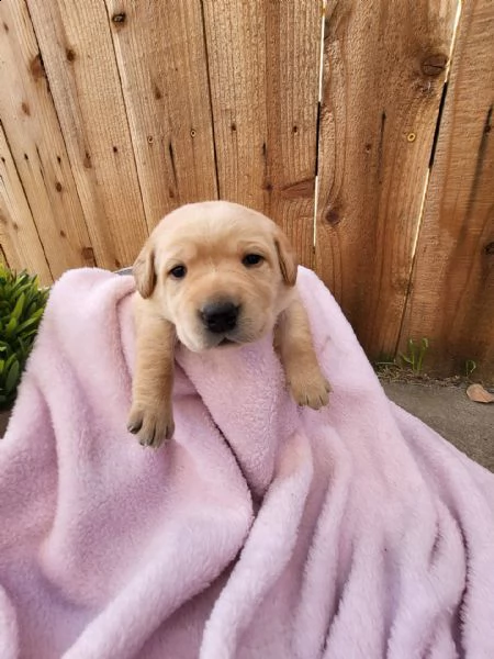  cuccioli di golden retriever pronti ad andare nelle loro case per sempre e-mail  (marieiris783[at]gmai