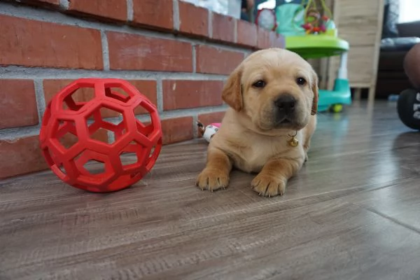 cuccioli di akc white lab i nostri cuccioli inglesi akc white labrador retriever sono immediatamente