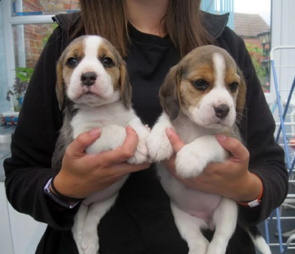 vendo splendidi cuccioli di beagle di tre mesi