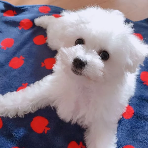  gift bichon puppies for adoption in italy or france 