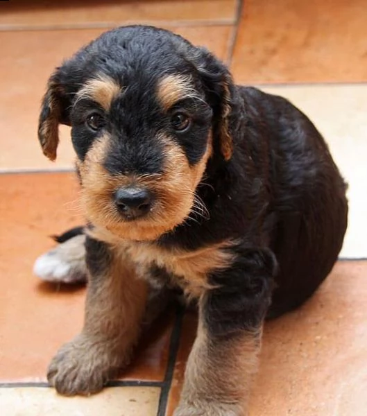  regalo cuccioli dolce e bella airedale terrier