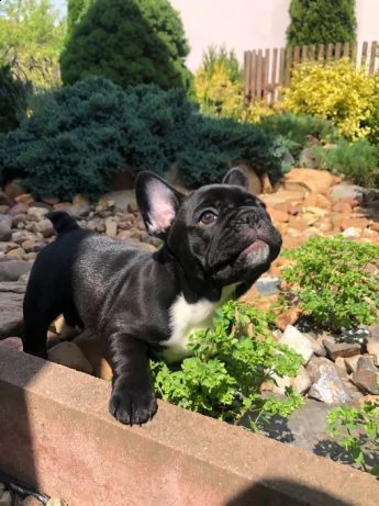 vendo cuccioli di bulldog francese sani | Foto 1