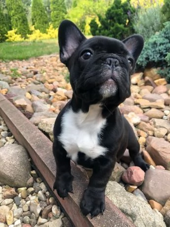 vendo cuccioli di bulldog francese sani