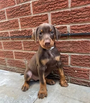 due bellissimi cuccioli di dobermann