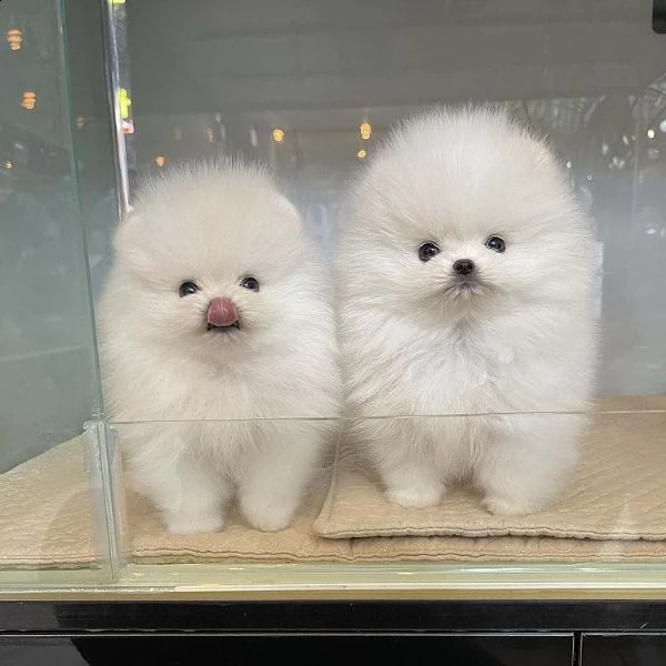 regalo cuccioli di volpino di pomerania..