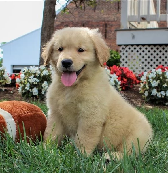 regalo goldern retreiver cuccioli meravigliosi ! 