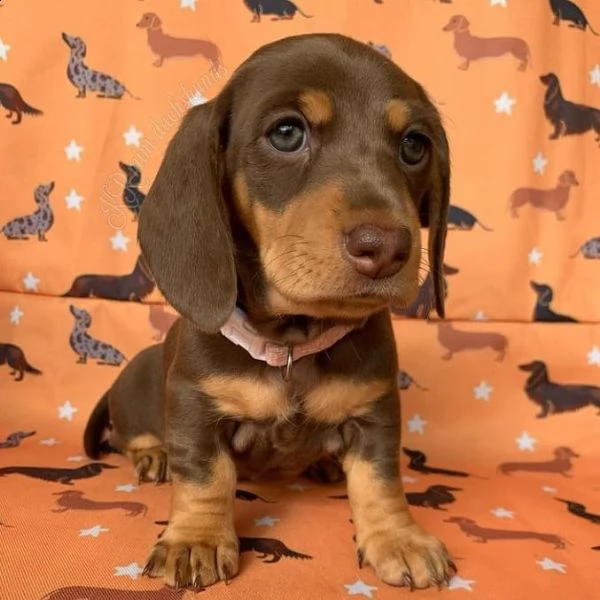 regalo adorabili cuccioli  bassotto femminucce e maschietti