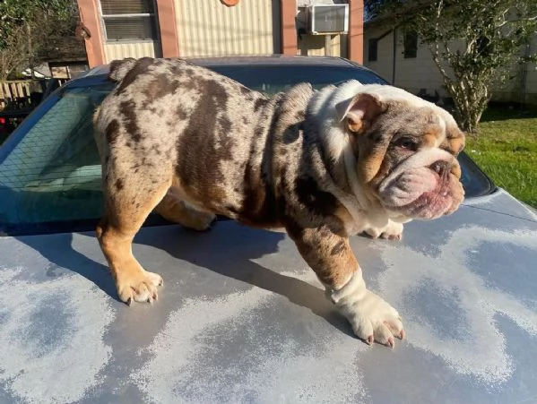 cuccioli inglese bulldog disponibili per adozione