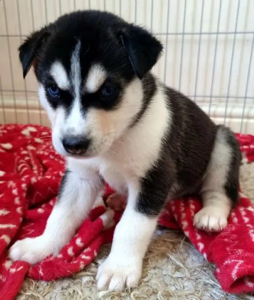  regalo siberian husky con pedigree .