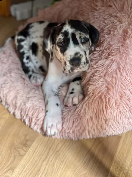 regalo dalmata cuccioli 