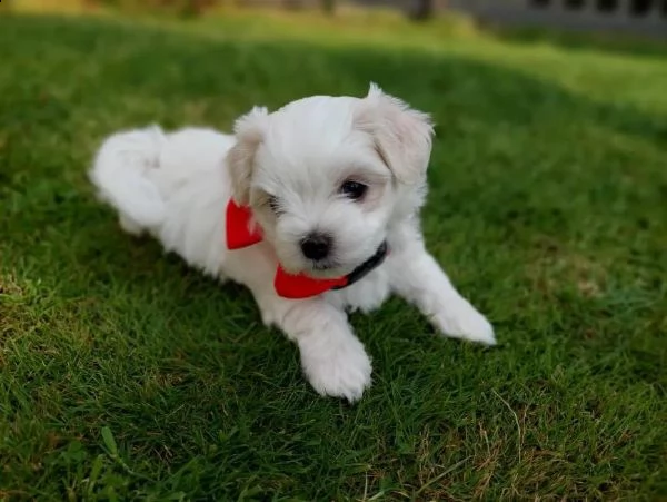 adorabili cuccioli maltese  femminucce e maschietti disponibili 