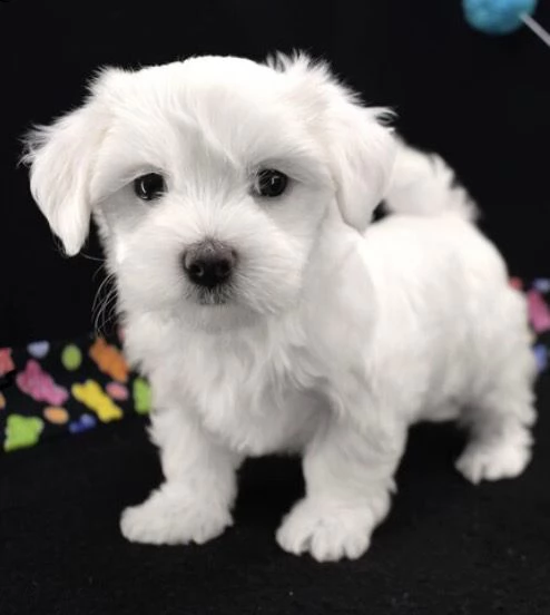  regalo cuccioli maltese 