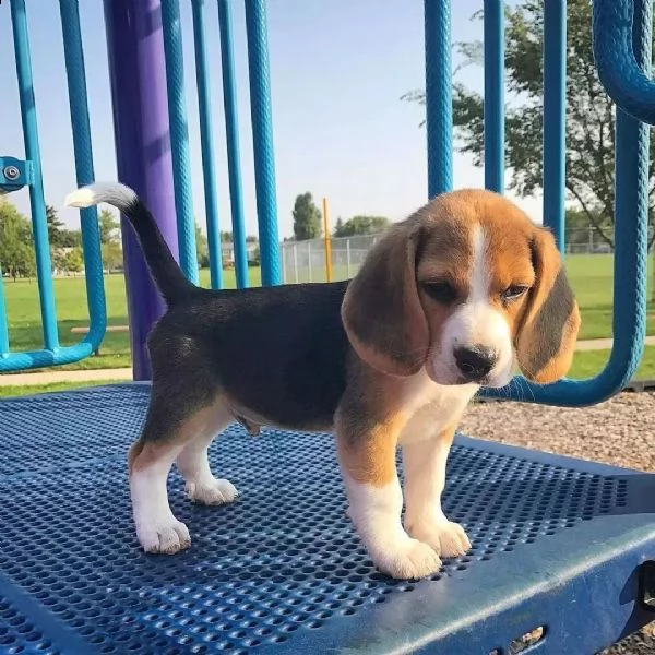 regalo beagle cuccioli meravigliosi ! 