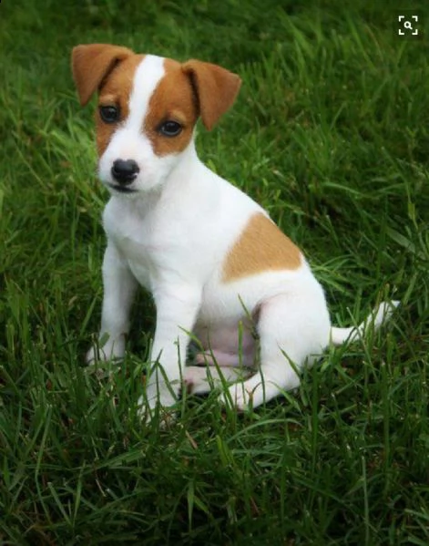 regalo jack russell cuccioli meravigliosi ! 