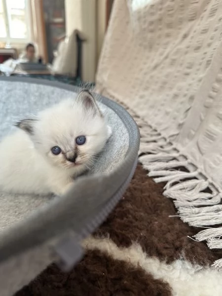 Cuccioli gatto Sacro di Birmania, pedigree ANFI | Foto 7