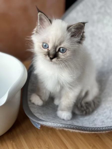 Cuccioli gatto Sacro di Birmania, pedigree ANFI | Foto 3