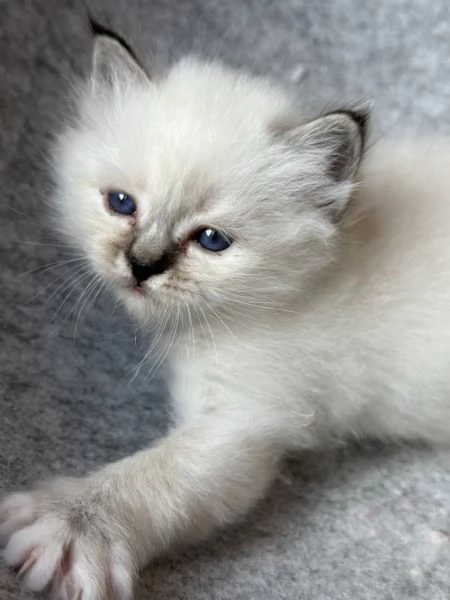 Cuccioli gatto Sacro di Birmania, pedigree ANFI | Foto 1