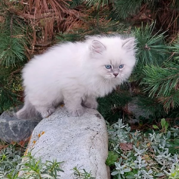 gatti siberiani | Foto 0